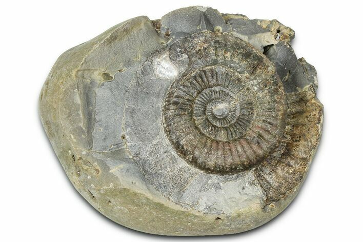 Jurassic Ammonite (Dactylioceras) Fossil - England #362468